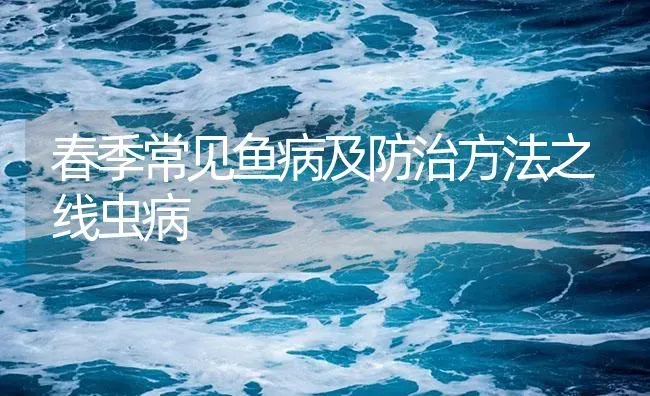 春季常见鱼病及防治方法之线虫病 | 养殖病虫害防治