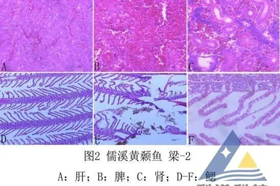 [每周一例]春季黄颡鱼体表脱粘、溃疡，分离出维氏气单胞菌