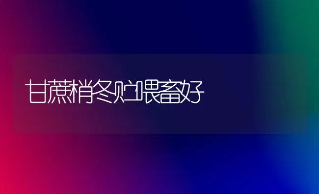 甘蔗梢冬贮喂畜好 | 家畜养殖