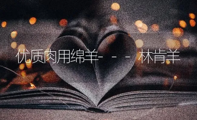 优质肉用绵羊---林肯羊 | 家畜养殖