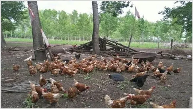林下养鸡有什么好处 | 养殖动物技术