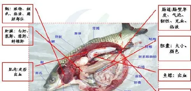 掌握“鱼病高手”速成法则，拒绝被忽悠！