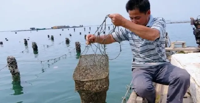 新品系墨西哥湾扇贝养殖试验