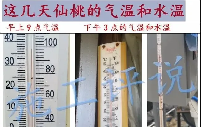 夏季高温、光照时间又长又强和池塘水面的死藻的关系