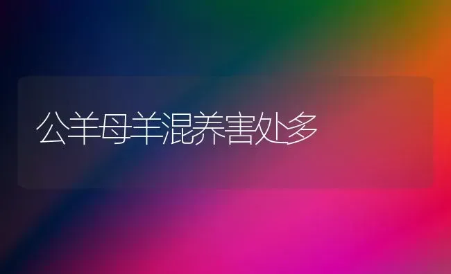 公羊母羊混养害处多 | 家畜养殖