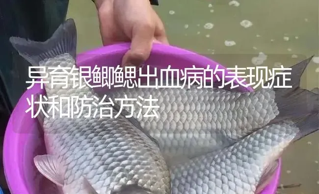 异育银鲫鳃出血病的表现症状和防治方法 | 淡水养殖