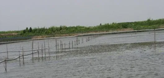 养殖户如何选择水草，更有利于河蟹生长