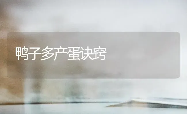 鸭子多产蛋诀窍 | 家禽养殖
