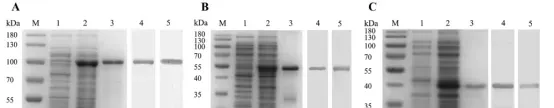 尼罗罗非鱼IL-6受体(IL-6R)和糖蛋白130(Gp130)的分子功能研究