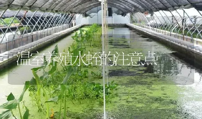 温室养殖水蛭的注意点 | 特种养殖