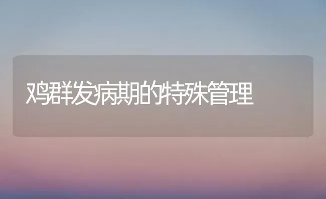 鸡群发病期的特殊管理 | 家禽养殖