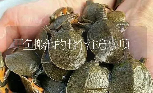 甲鱼搬池的七个注意事项 | 淡水养殖