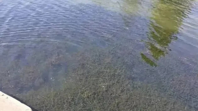 你和河蟹养殖高手之间，只差草草草草草草