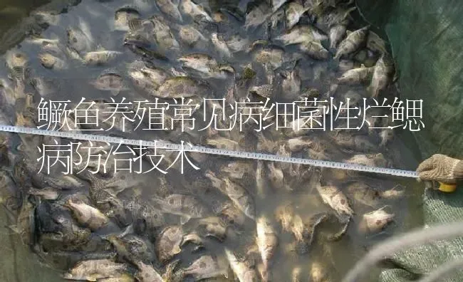 鳜鱼养殖常见病细菌性烂鳃病防治技术 | 淡水养殖