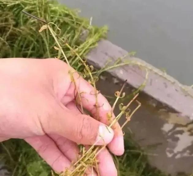 你和河蟹养殖高手之间，只差草草草草草草