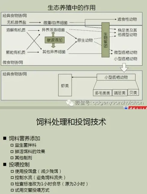 南美白对虾养殖现状、趋势以及健康养殖技术