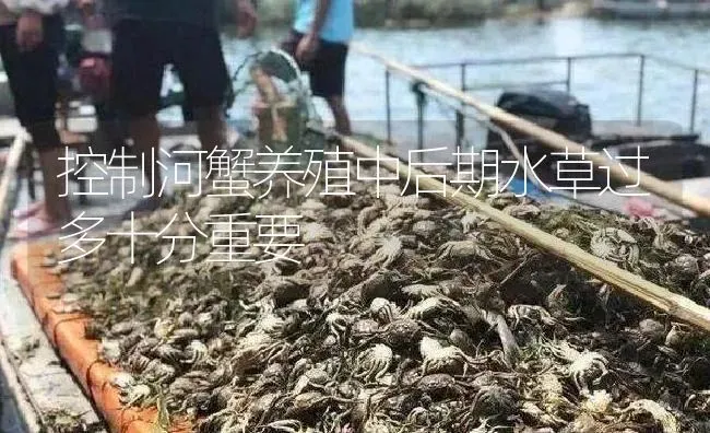 控制河蟹养殖中后期水草过多十分重要 | 淡水养殖