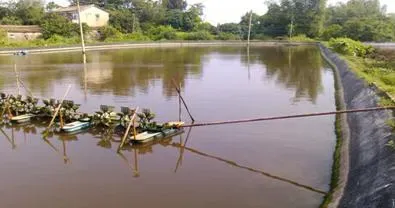 妙用活菌养水护水调水 对虾养殖户遇红黑水色不再愁