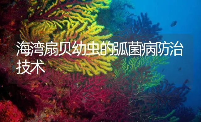 海湾扇贝幼虫的弧菌病防治技术 | 海水养殖