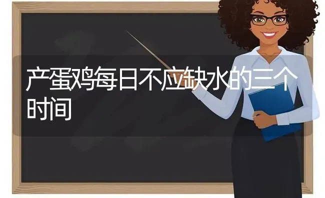 产蛋鸡每日不应缺水的三个时间 | 家禽养殖