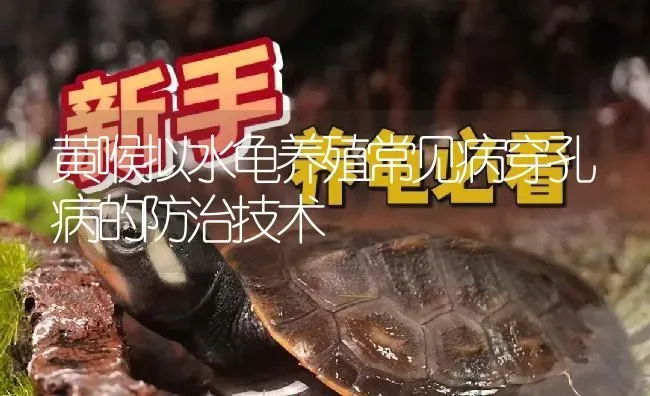 黄喉拟水龟养殖常见病穿孔病的防治技术 | 淡水养殖