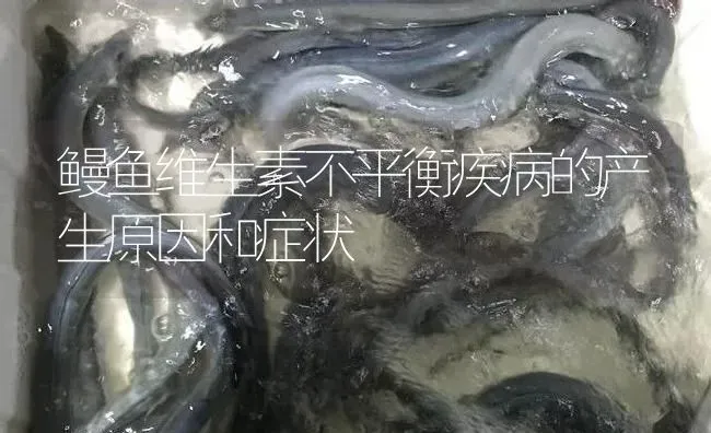 鳗鱼维生素不平衡疾病的产生原因和症状 | 淡水养殖