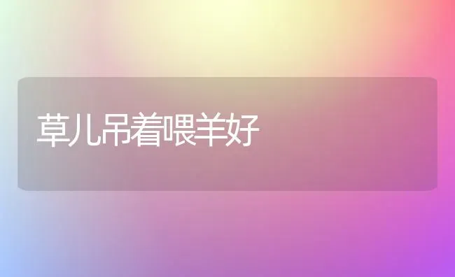 草儿吊着喂羊好 | 家畜养殖