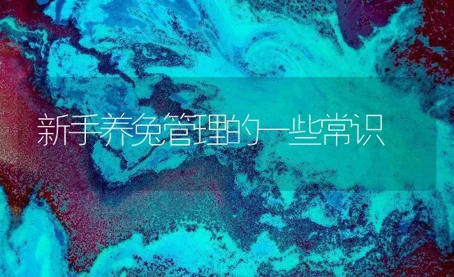 新手养兔管理的一些常识 | 家畜养殖