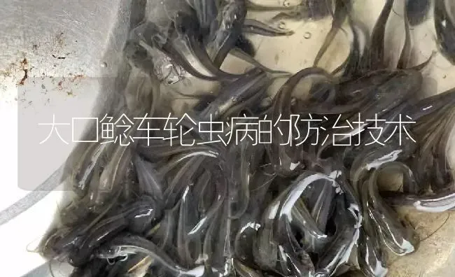 大口鲶车轮虫病的防治技术 | 淡水养殖