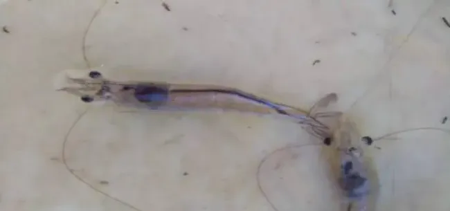 越冬对虾掉底严重的处理方法