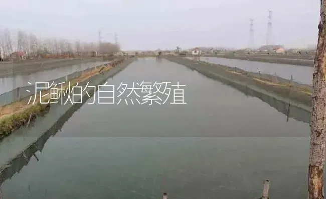 泥鳅的自然繁殖 | 淡水养殖