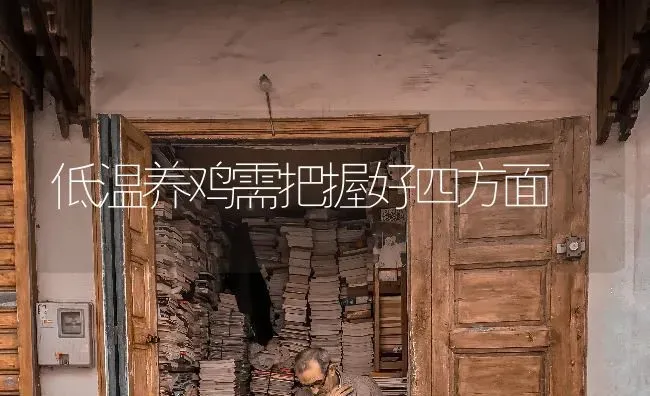 低温养鸡需把握好四方面 | 家禽养殖