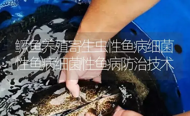 鳜鱼养殖寄生虫性鱼病细菌性鱼病细菌性鱼病防治技术 | 淡水养殖