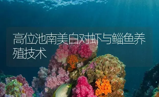 高位池南美白对虾与鲻鱼养殖技术 | 海水养殖