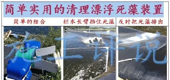 夏季高温、光照时间又长又强和池塘水面的死藻的关系