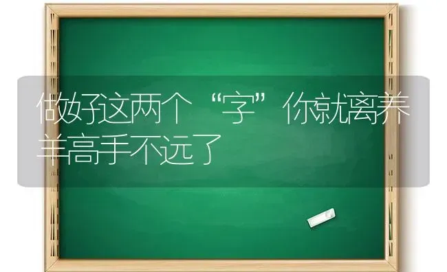 做好这两个“字”你就离养羊高手不远了 | 家畜养殖