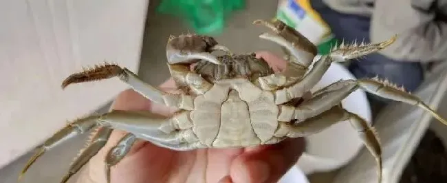 都是养大闸蟹，为什么他每年这样清塘就是不发病！！！