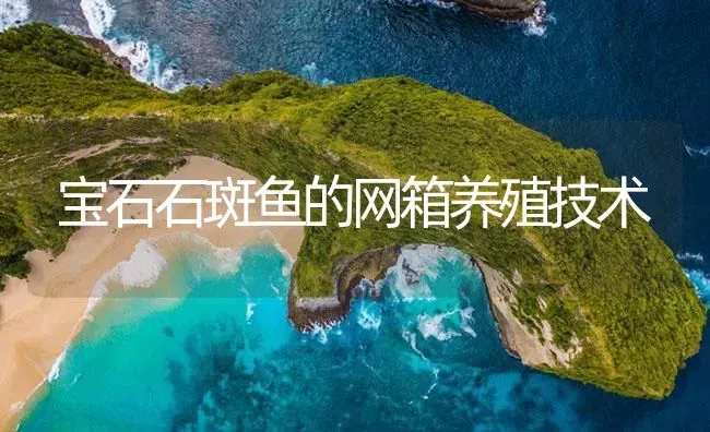 宝石石斑鱼的网箱养殖技术 | 海水养殖