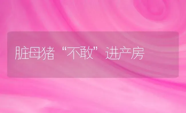 脏母猪“不敢”进产房 | 家畜养殖