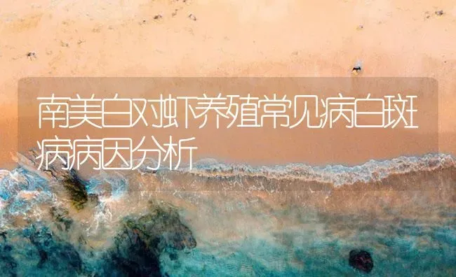 南美白对虾养殖常见病白斑病病因分析 | 海水养殖