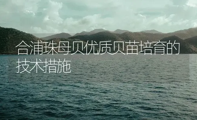 合浦珠母贝优质贝苗培育的技术措施 | 海水养殖