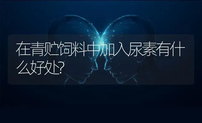 在青贮饲料中加入尿素有什么好处? | 动物养殖饲料