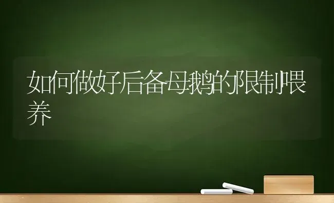 如何做好后备母鹅的限制喂养 | 家禽养殖