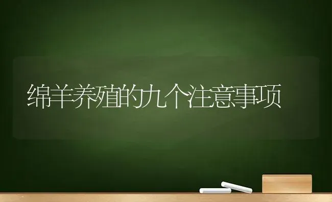 绵羊养殖的九个注意事项 | 家畜养殖