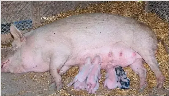 母猪养殖技术 养殖母猪关键技术要点是什么？ | 养殖动物技术