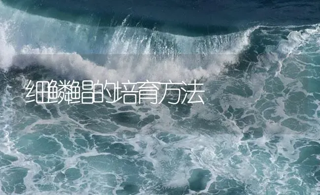 细鳞鲳的培育方法 | 海水养殖
