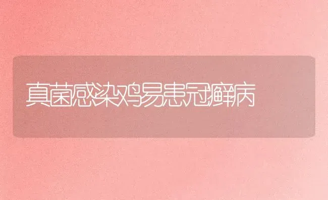 真菌感染鸡易患冠癣病 | 家禽养殖