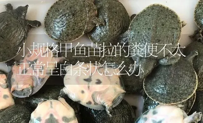 小规格甲鱼苗拉的粪便不太正常呈白条状怎么办 | 淡水养殖