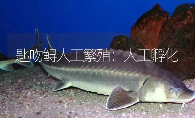 匙吻鲟人工繁殖：人工孵化 | 淡水养殖