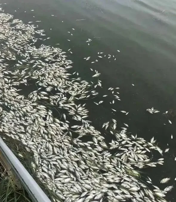 都是养大闸蟹，为什么他每年这样清塘就是不发病！！！